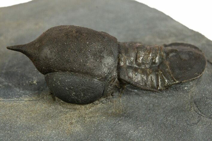 Pelagic Trilobite (Cyclopyge) Fossil - Huge Eyes #344605